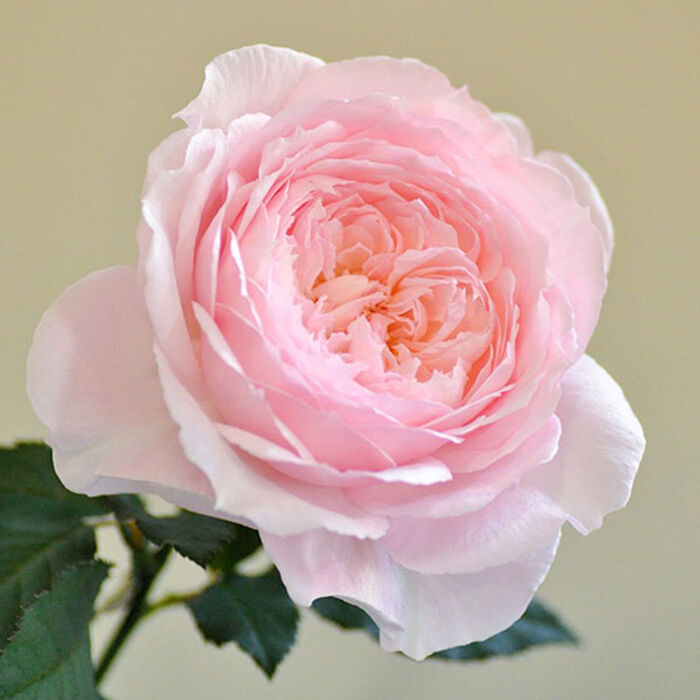 Японские сорта роз